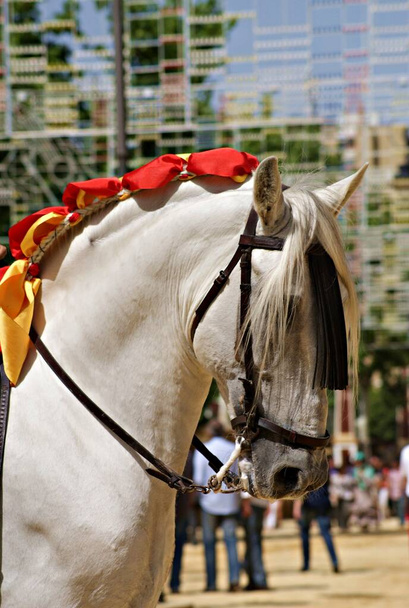 Hermoso retrato facial de un semental de caballo blanco español en una feria de caballos de Jerez - Foto, Imagen