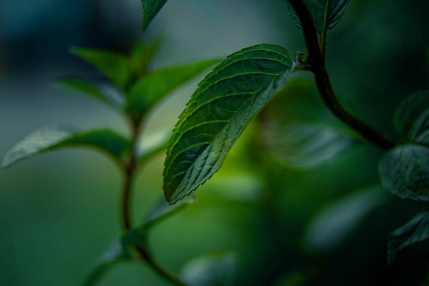 Krásný detailní záběr peprmintových lístků v zahradě. NAturální, čerstvý, chlazený bylinkový čaj, vegan, organická přísada. - Fotografie, Obrázek