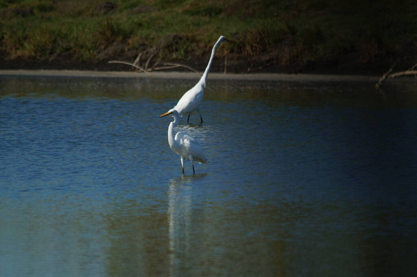 wielki egret szukał żywności na jeziorze, wielki egret (Ardea alba) - gatunek ptaka z rodziny Ardeidae, z rodzaju Egretta. - Zdjęcie, obraz
