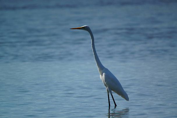 great egret was looking for food on the lake, great egret (Ardea alba) is a species of bird from the family Ardeidae, of the genus Egretta. - Photo, Image