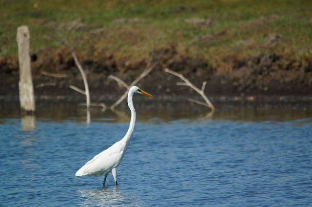 great egret was looking for food on the lake, great egret (Ardea alba) is a species of bird from the family Ardeidae, of the genus Egretta. - Photo, Image