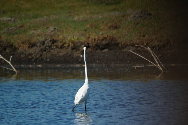 wielki egret szukał żywności na jeziorze, wielki egret (Ardea alba) - gatunek ptaka z rodziny Ardeidae, z rodzaju Egretta. - Zdjęcie, obraz