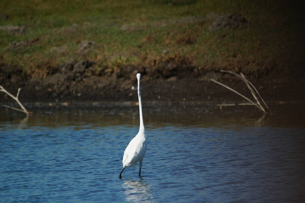 gret egret έψαχνε για τροφή στη λίμνη, μεγάλη egret (Ardea alba) είναι ένα είδος πουλιού από την οικογένεια Ardeidae, του γένους Egretta. - Φωτογραφία, εικόνα