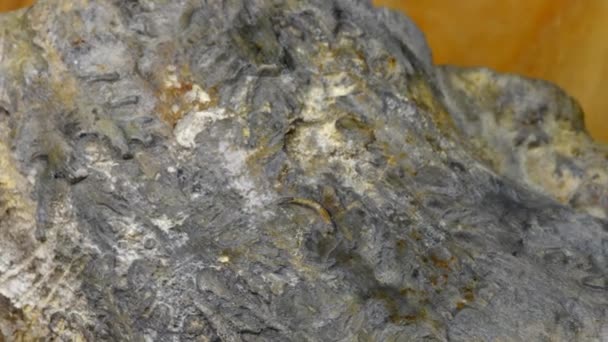 Jurasik ammonit Perilytoceras jurense Bir çevirme masasında iç çekirdek septa - Video, Çekim