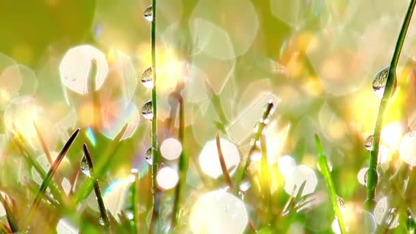 gotas de rocío en una hierba verde - Imágenes, Vídeo