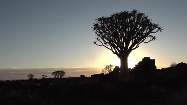 Afrikában. Namíbia. Naplemente a sivatagban. Közelkép, billenő kilátás egy nagy remegő fa naplementekor. - Felvétel, videó