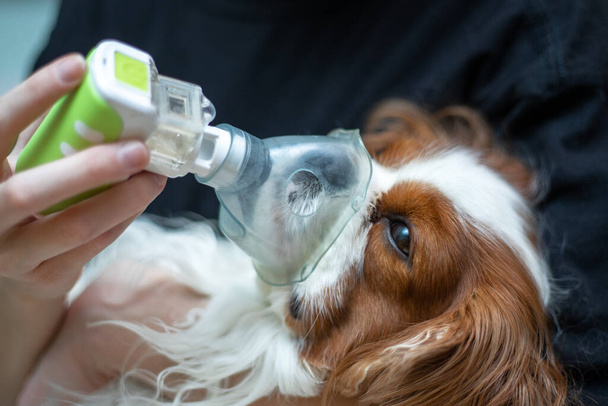 O médico salva o cão com uma máscara de oxigênio, doenças animais, inalação com um nebulizador. Foto de close-up - Foto, Imagem
