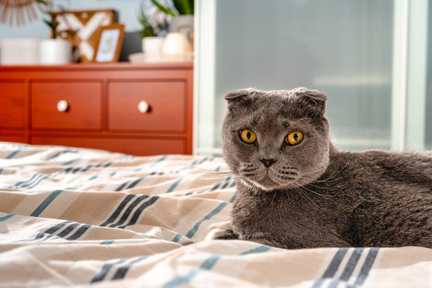 Кота шотландской породы, сидящий на кровати, уютный современный интерьер - Фото, изображение