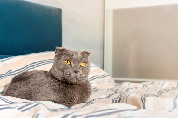 Cat breed Scottish fold sitting on the bed, cozy modern interior - Foto, afbeelding