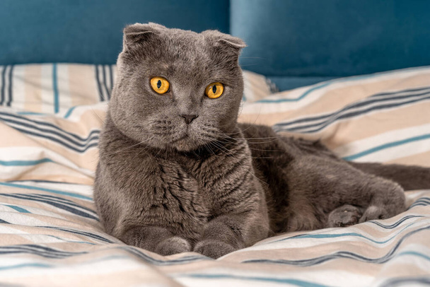 Kissa rotu Skotlannin kertaiseksi istuu sängyllä, viihtyisä moderni sisustus - Valokuva, kuva