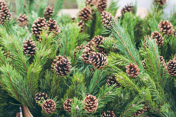 Ramos de pinheiro com cones de pinheiro naturais na loja - Foto, Imagem