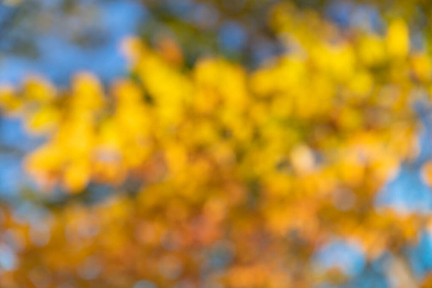 Homályos fényes őszi háttér. Absztrakt textúra őszi erdő háttér - Fotó, kép