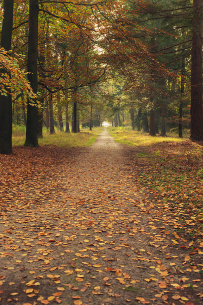Caminho com folhas castanhas caídas em florestas de outono. - Foto, Imagem
