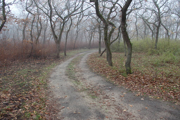Cesta podzimním lesem bez listí v mlze - Fotografie, Obrázek