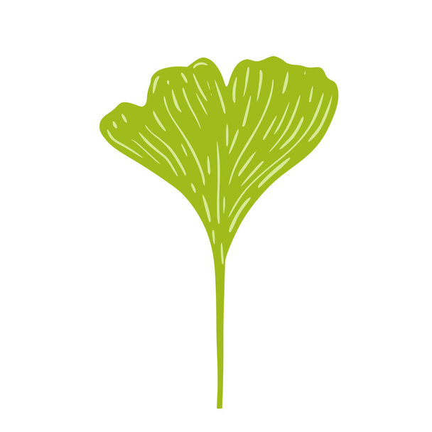 Ginkgo verde isolato su sfondo bianco. Albero tropicale nell'illustrazione vettoriale doodle. - Vettoriali, immagini