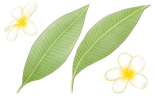 Digitální malba krásné frangipani (plumeria) květinové botaniky a zelené listí rastrové ilustrace na bílém pozadí. - Fotografie, Obrázek
