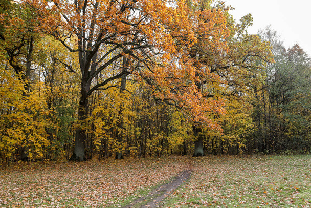 黄色の森の葉と美しい秋の景色。秋の暖かい日に撮られた写真. - 写真・画像