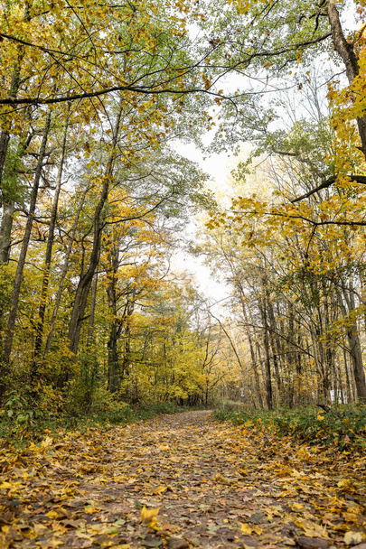 Осенний вид с желтыми лесными листьями. Фото сделано в теплый осенний день. - Фото, изображение