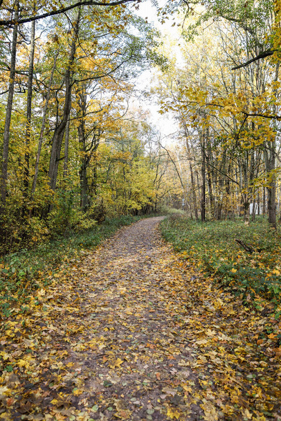Осенний вид с желтыми лесными листьями. Фото сделано в теплый осенний день. - Фото, изображение