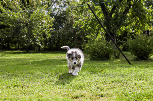 Μικρό κουτάβι Sheltie περπάτημα προς την κάμερα. Φωτογραφία από το περιβάλλον του κήπου. - Φωτογραφία, εικόνα