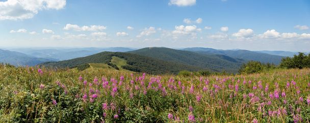 丘の上に紫色の野花を咲かせる夏の自然風景 - 写真・画像