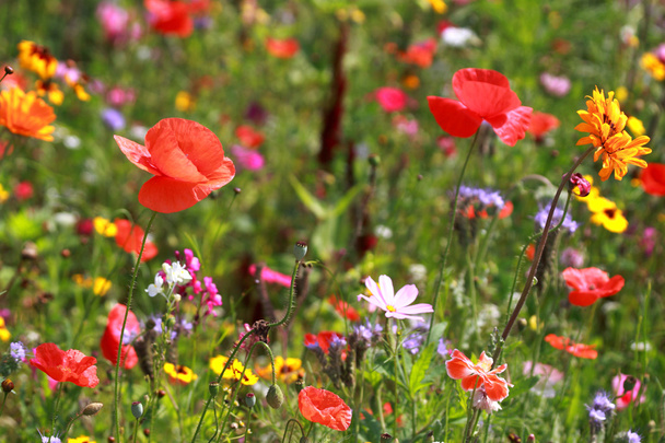 Wildblumen - Foto, Bild