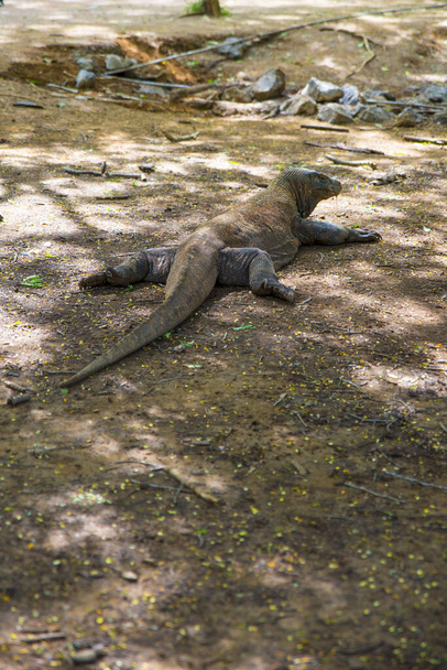Komodo Dragon, the largest lizard in the world walks on the ground. It is a dangerous and carnivore prehistoric animal. Komodo Island, Indonesia, south Asia. - Photo, Image