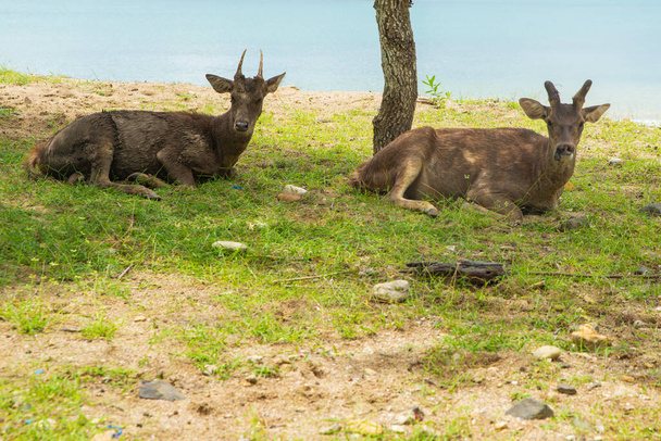 купа оленів, що живуть у дикій природі на острові Індонезії, що в Південній Азії.. - Фото, зображення