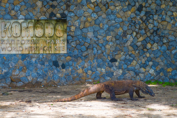 Komodo Dragon, the largest lizard in the world walks on the ground next to the welcome Komodo billboard . It is a dangerous and carnivore prehistoric animal. Komodo Island, Indonesia, south Asia. - Photo, Image