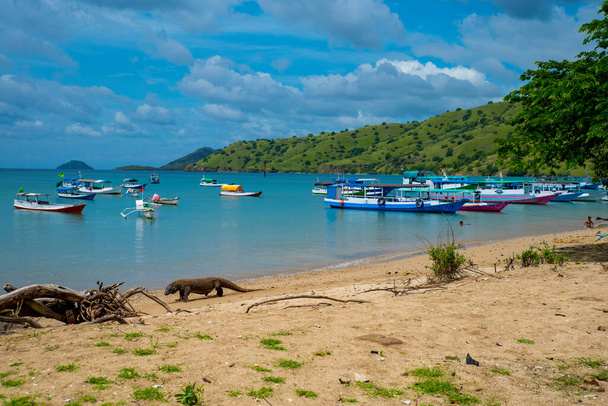 Komodo Dragon, the largest lizard in the world walks free on the beach next to the boats. It is a dangerous and carnivore prehistoric animal. Komodo Island, Indonesia, south Asia. - Photo, Image