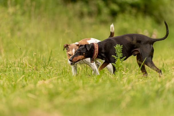 dva krásy zvířat přátelé na zelené krásné louce na jaře. Paron Russell teriér pes a Manchester teriér pejsek ve velké harmonii zeleného pozadí - Fotografie, Obrázek