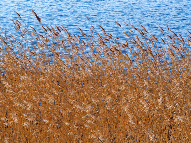 Cañas densas balanceándose en la brisa junto a un estanque - Foto, imagen