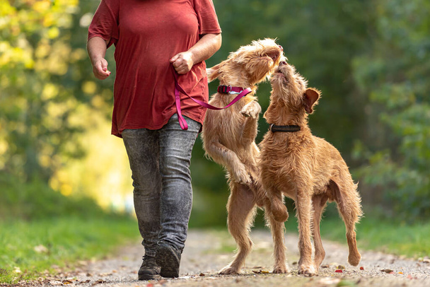 Vizsla Magiara giovane e vecchia. Un cane femmina handler sta camminando con i suoi due divertente e sfacciato cane sulla strada in una foresta - Foto, immagini
