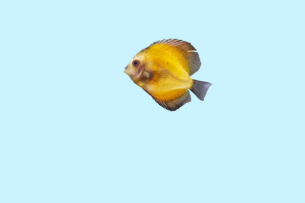 Close up view of gorgeous millennium gold discus aquarium fish isolated on blue background. Hobby concept. - Photo, Image