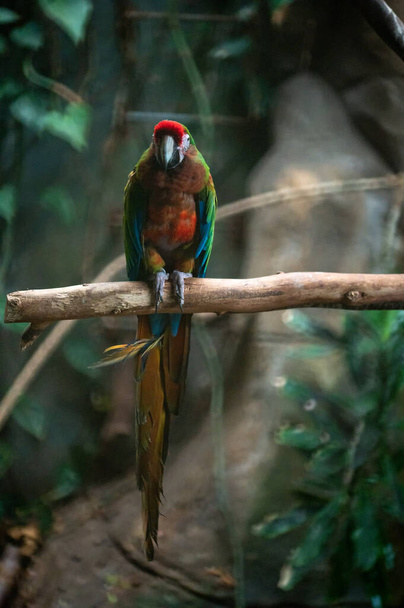 Μακάο (Ara) με κόκκινο, πράσινο, κίτρινο και μπλε χρώμα σκαρφαλωμένο σε κλαδί που κοιτάζει την κάμερα - Φωτογραφία, εικόνα