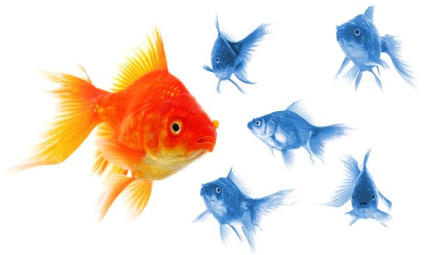 Goldfish - Photo, Image
