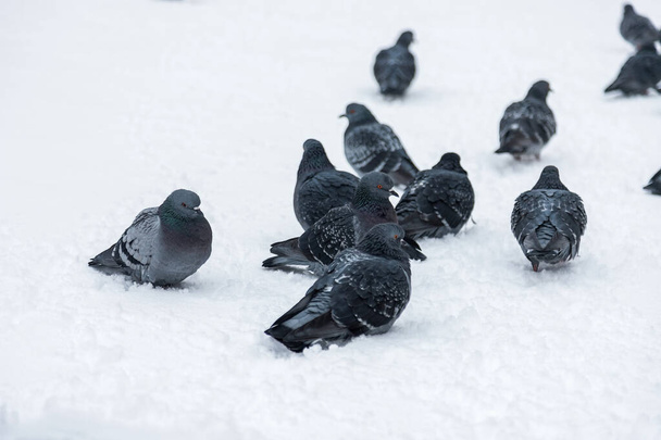 In winter, pigeons sit in the snow. The birds were cold and hungry. - Foto, imagen