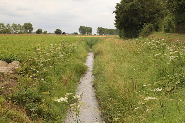 春にオランダの田舎に小さな溝がある田舎の風景です牛のパセリのような野生の花と緑の縁があります  - 写真・画像