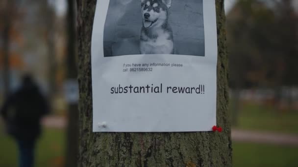 Verloren huisdier eigenaar zet hond foto poster van het verliezen van husky puppy op boom in het park. Een man plakt posters van de vermiste hond. Flyer met informatie over de vermiste hond hangt aan een boom in het park. Verloren hond - Video