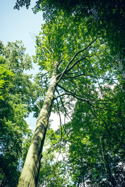 duże drzewo liściaste z widokiem od dołu latem - Zdjęcie, obraz