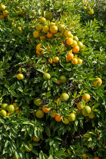 Pomarańczowo-kwaśne tło. Gałąź owoców cytrusowych załadowana dojrzałymi owocami, rozmyte zielone tło liści, słoneczny dzień - Zdjęcie, obraz