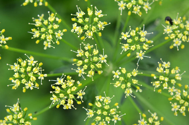 In de tuin bloeit peterselie, die wordt geteeld om zaden te produceren - Foto, afbeelding