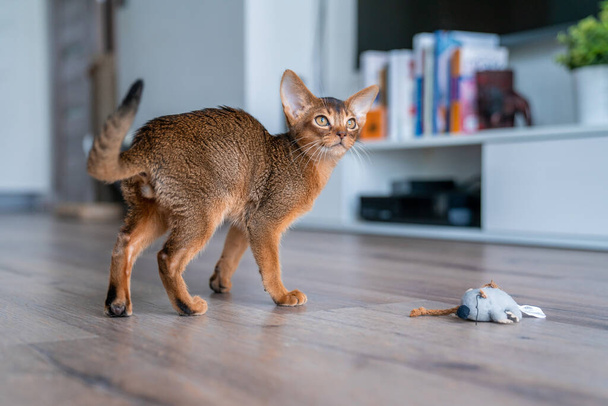 Funny Abyssinian kitten playing on the floor in the living room. - Photo, image