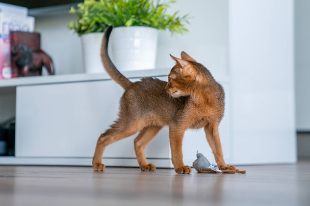 Cute purebred ruddy Abyssinian kitten in the kitchen and living room. - Fotografie, Obrázek