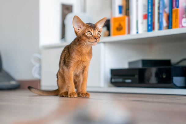 Abyssinian cat at home with her owner at home. Beautiful purebred short haired kitten. - Fotoğraf, Görsel