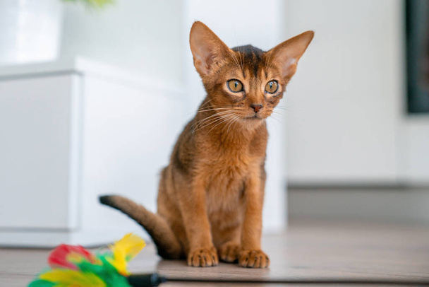 Cute purebred ruddy Abyssinian kitten in the kitchen and living room. - Foto, Imagen