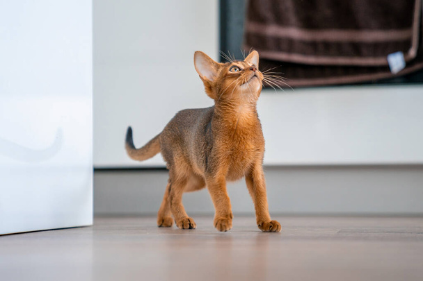 Abyssinian cat at home with her owner at home. Beautiful purebred short haired kitten. - Valokuva, kuva