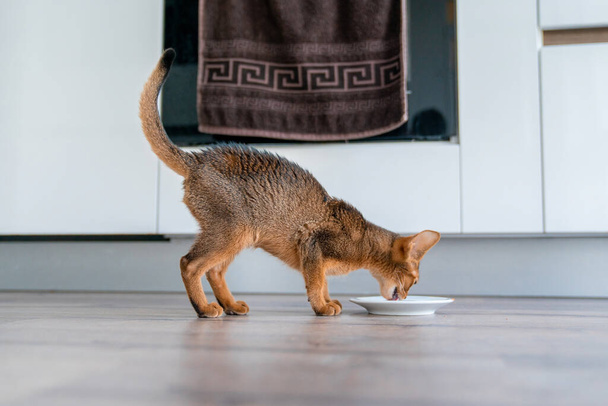 Abyssinian cat at home with her owner at home. Beautiful purebred short haired kitten. - Zdjęcie, obraz