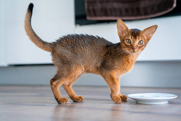Funny Abyssinian kitten playing on the floor in the living room. - Fotoğraf, Görsel