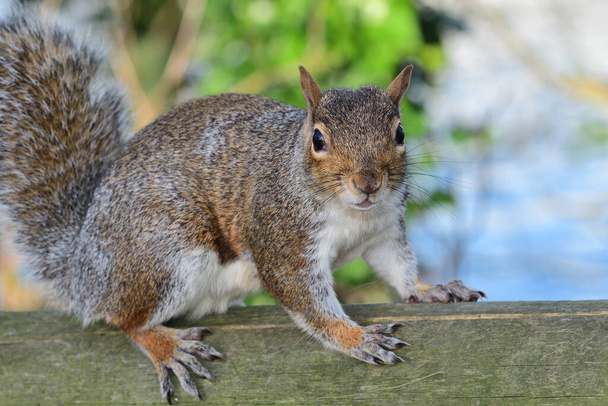 Portrait d'un écureuil gris (sciurus carolinensis) sur une clôture en bois
 - Photo, image